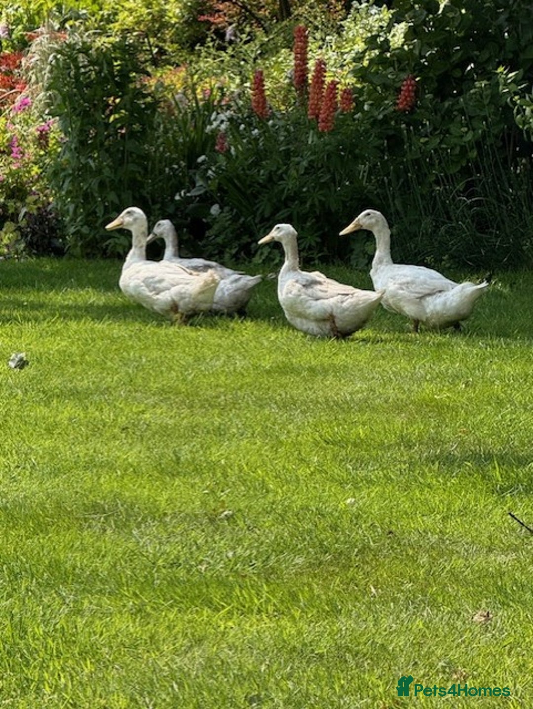 Ducks poultry for sale: Aylesbury Drakes and Ducks - Image 2