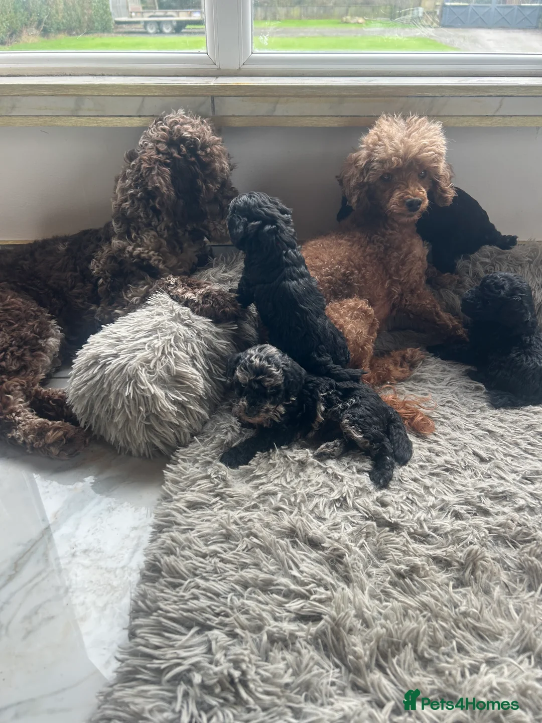 Mixed Breed dogs for sale: Poodle puppies - Advert 2