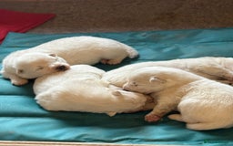 Samoyed dogs for sale: Gorgeous Samoyed Puppies  - Image 11