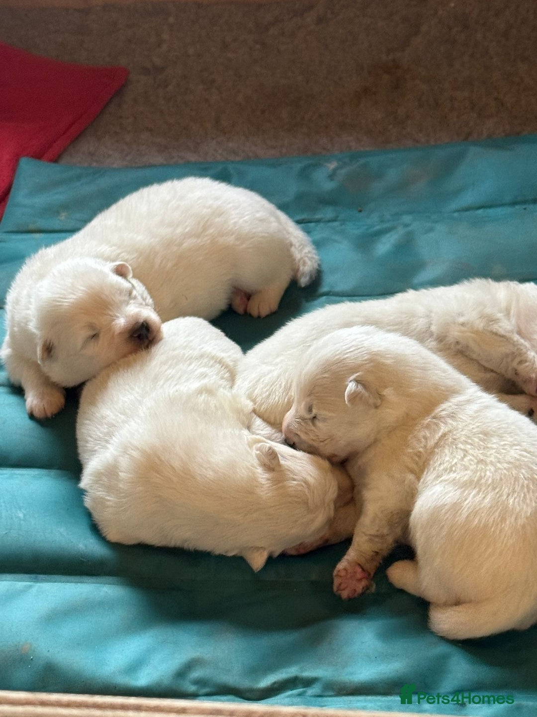 Samoyed dogs for sale: Gorgeous Samoyed Puppies  - Image 11