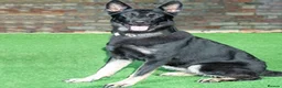 German Shepherd dogs for sale: Elite DDR German Shepherd - World-Class Pedigree  - Advert 10