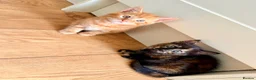 Mixed Breed cats for sale: Kittens - Advert 7