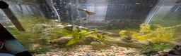 Other/Mixed Breed fish for sale: Young guppies  - Advert 5