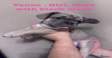 French Bulldog dogs - Advert 12