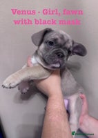 French Bulldog dogs - Advert 8