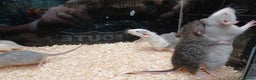 Rat rodents for sale: Baby Dumbo Rats Normal - Rex Furred  - Advert 9