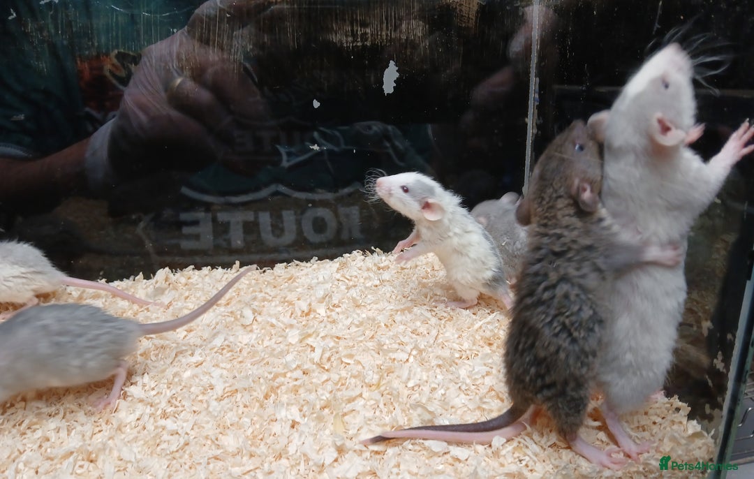 Rat rodents for sale: Baby Dumbo Rats Normal - Rex Furred  - Advert 9