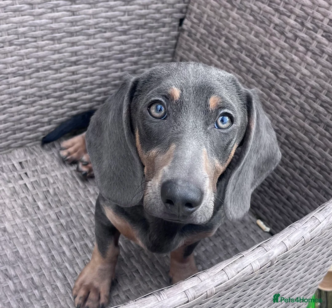 Dachshund dogs for sale: Sausage dog Blu  - Advert 2