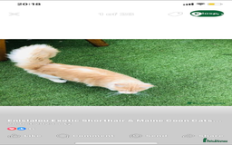 Maine Coon cats for sale: GCCF registered kittens  - Image 9