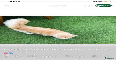Maine Coon cats - Advert 10