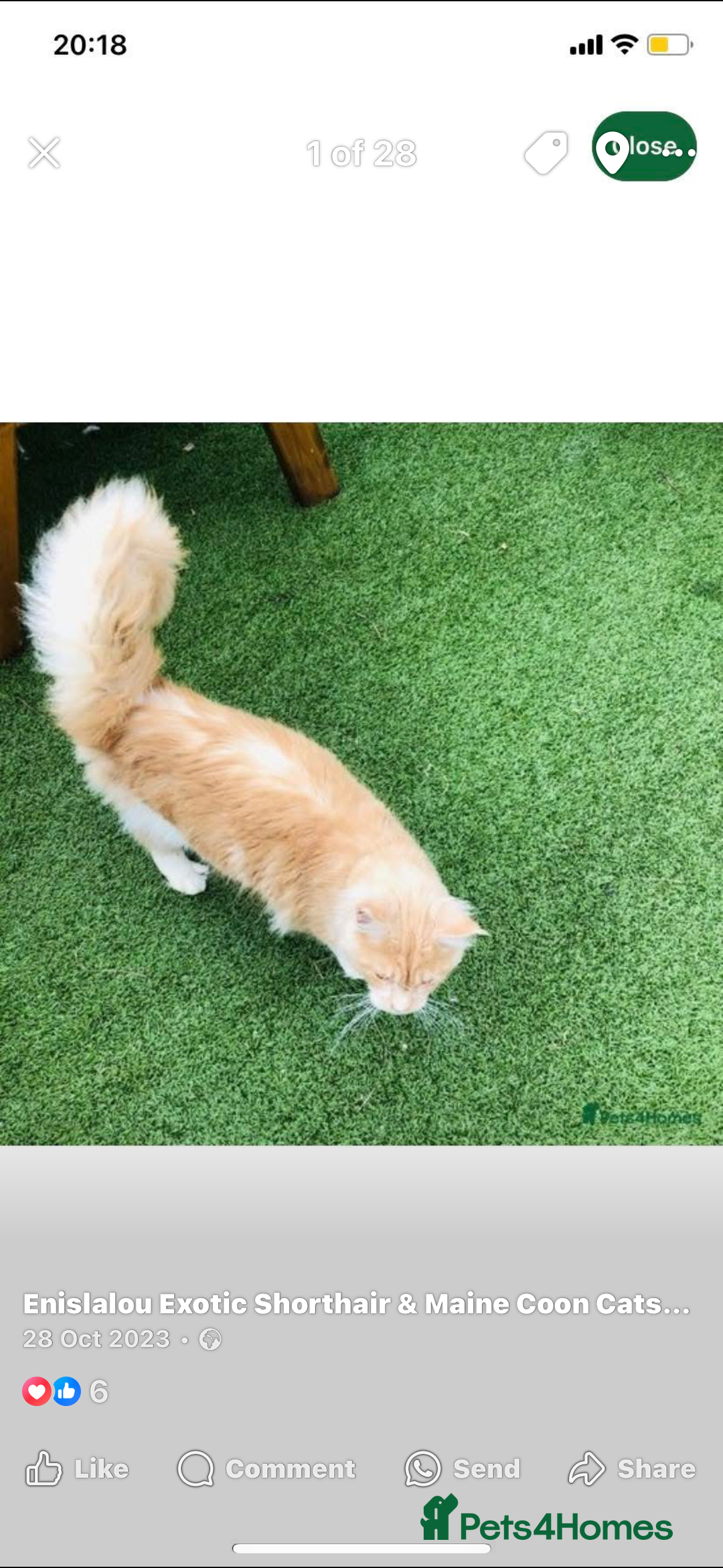 Maine Coon cats for sale: GCCF registered kittens  - Image 9