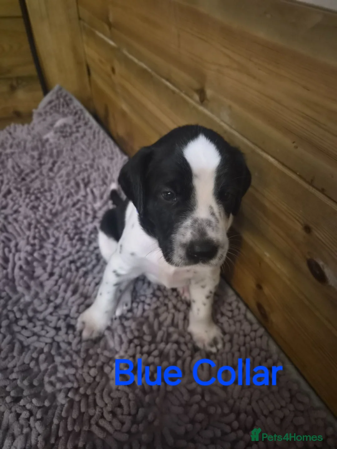 Mixed Breed dogs for sale: Beautiful Sprollie x Dalmatian pups - Advert 12
