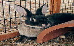 Rex rabbits for sale: Mini Rex Buck - Image 2