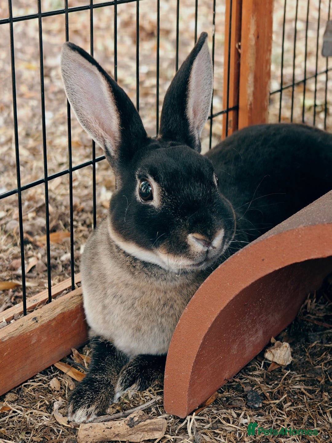 Rex rabbits for sale: Mini Rex Buck - Image 2
