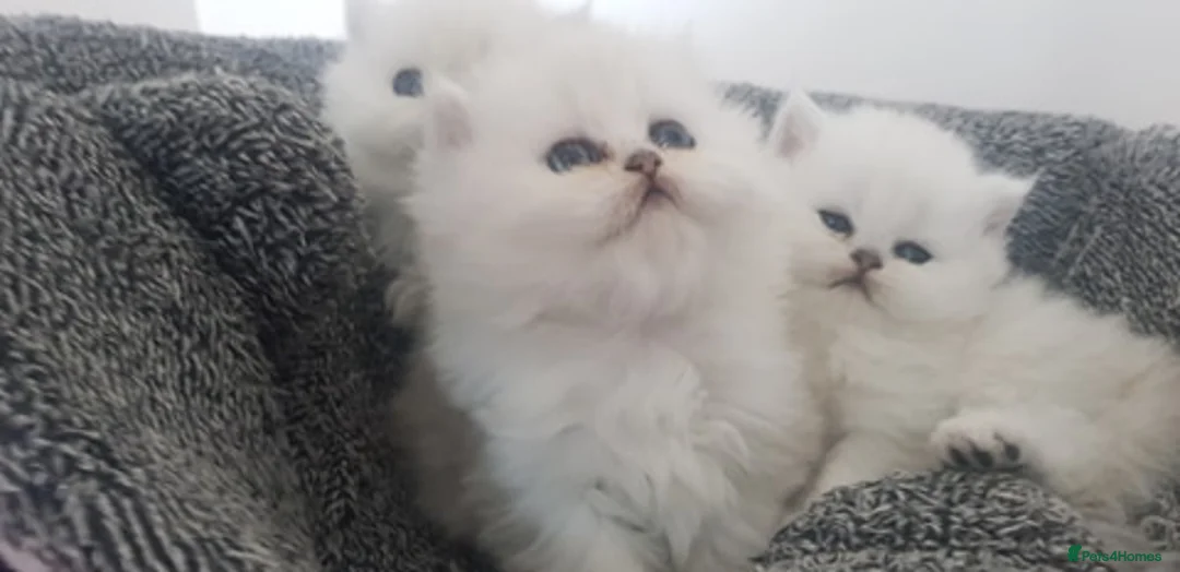 Persian cats for sale: Majestic Persian Chinchilla Kittens in Solihull - Advert 2