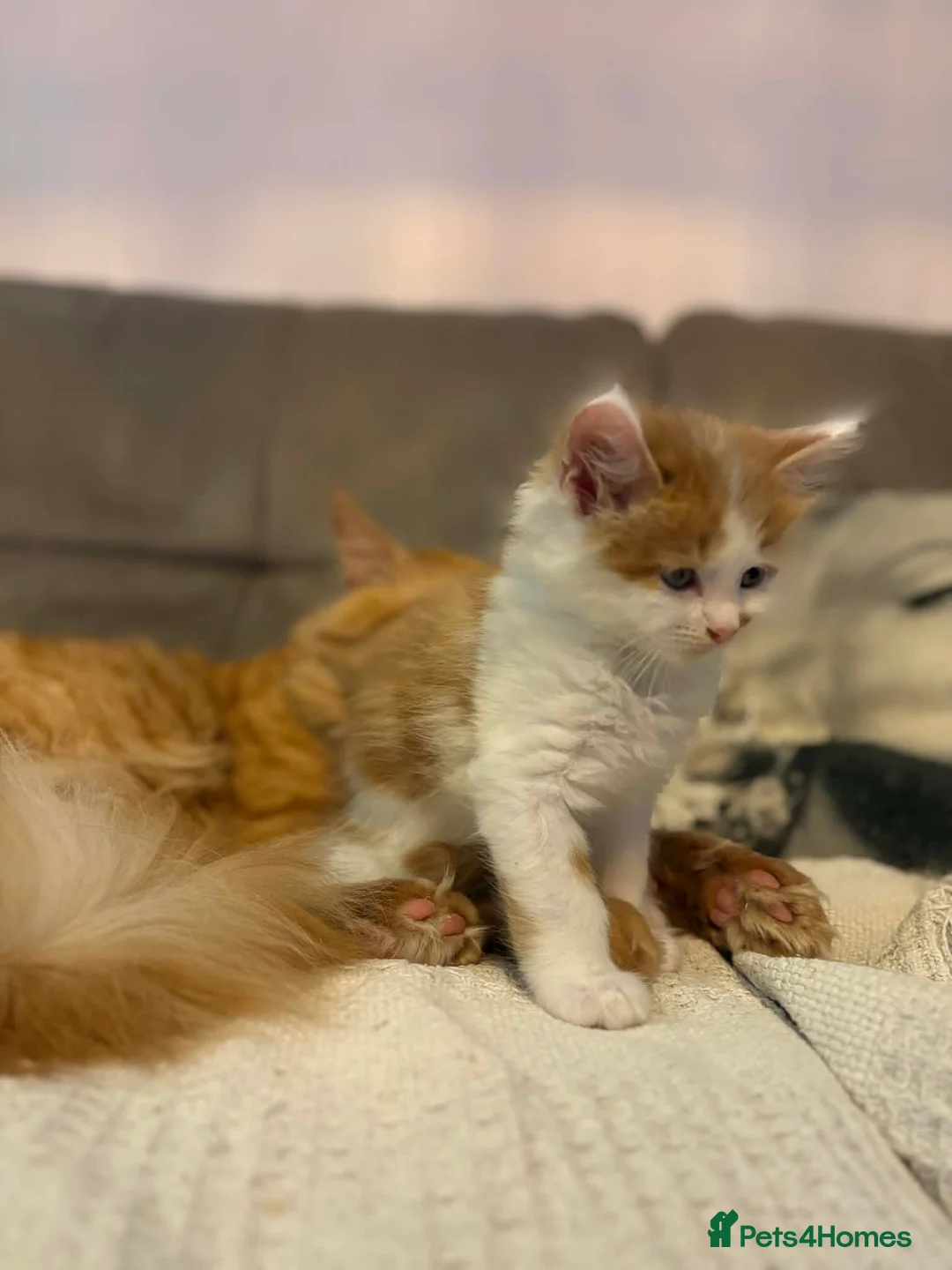 Mixed Breed cats for sale: Beautiful Maine Coon mix domestic cat kittens ❤️ - Advert 6