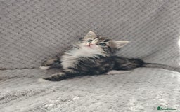 Norwegian Forest Cat cats for sale: Norwegian Forest kittens  - Image 9