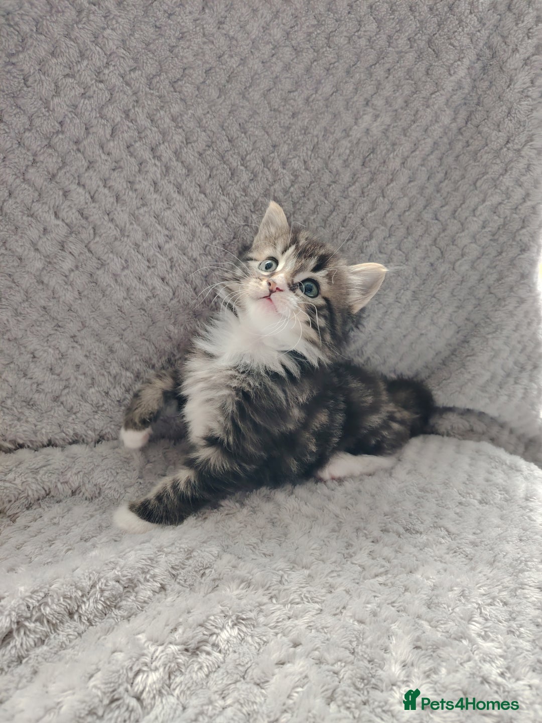 Norwegian Forest Cat cats for sale: Norwegian Forest kittens  - Image 9