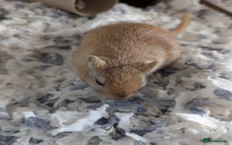 Gerbil rodents for sale: Lonely gerbil girl - Image 2