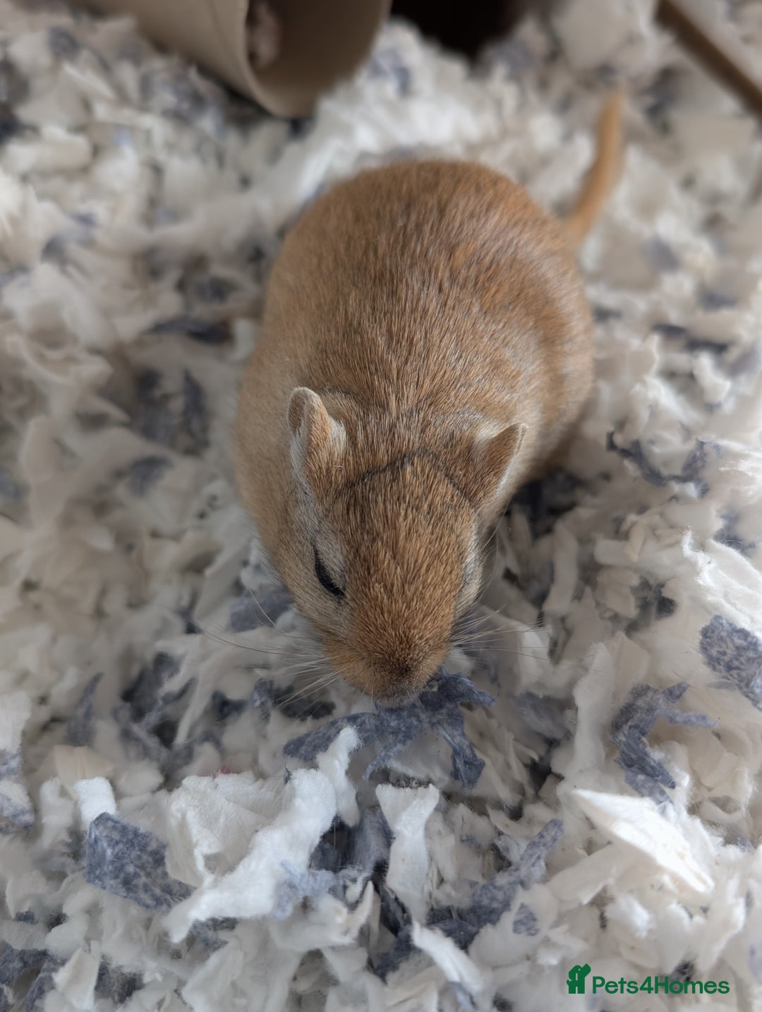 Gerbil rodents for sale: Lonely gerbil girl - Image 2