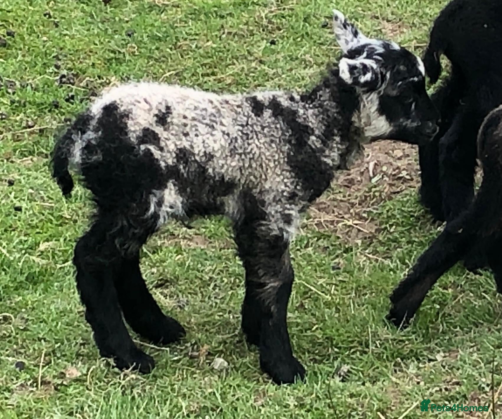 Sheep livestock Rare patterns pedigree Shetland tup lamb - Advert 2