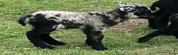 Sheep livestock for sale: Rare patterns pedigree Shetland tup lamb in Machynlleth - Advert 2