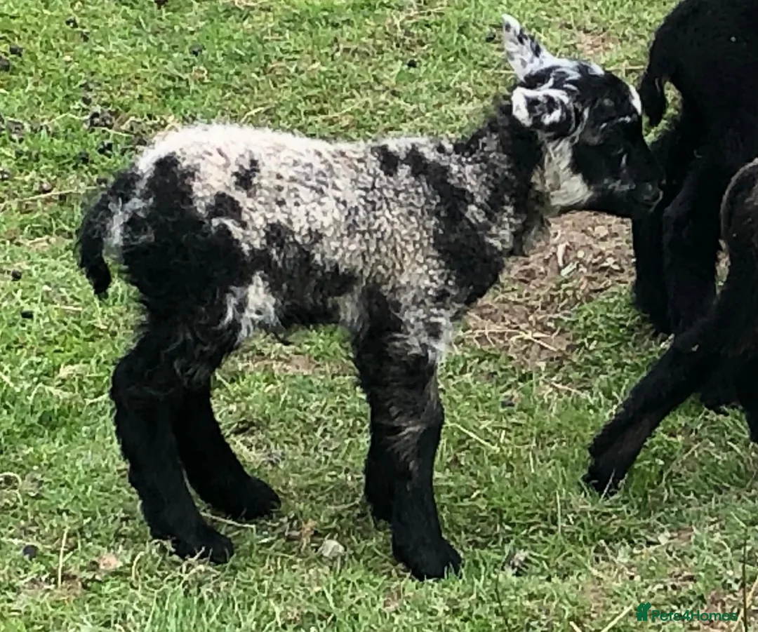 Sheep livestock for sale: Rare patterns pedigree Shetland tup lamb in Machynlleth - Advert 2