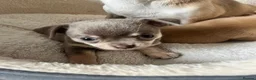 Chihuahua dogs for sale: 2 lovely chihuahua puppies  in London - Advert 4