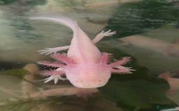 Axolotl reptiles for sale: Juvenile Pink leucistic albino axolotls £35 each - Advert 3