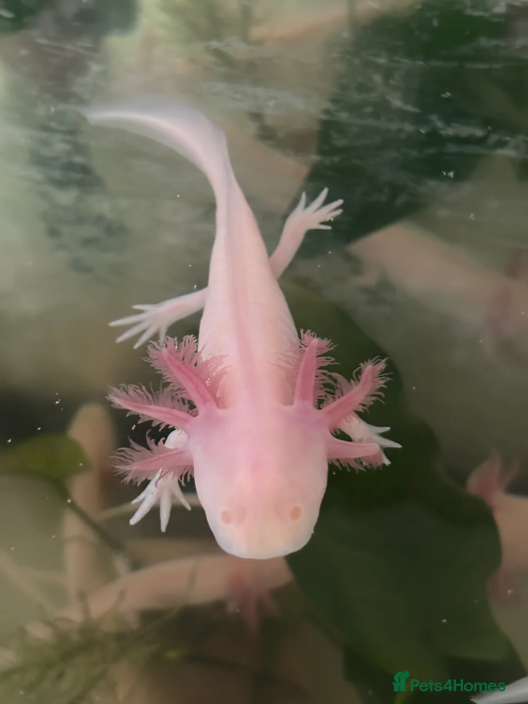 Axolotl reptiles for sale: 8 month leucistic albino pink axolotls £50 each - Advert 7