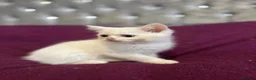 British Shorthair cats for sale: Gccf British Shorthair kittens  - Advert 9