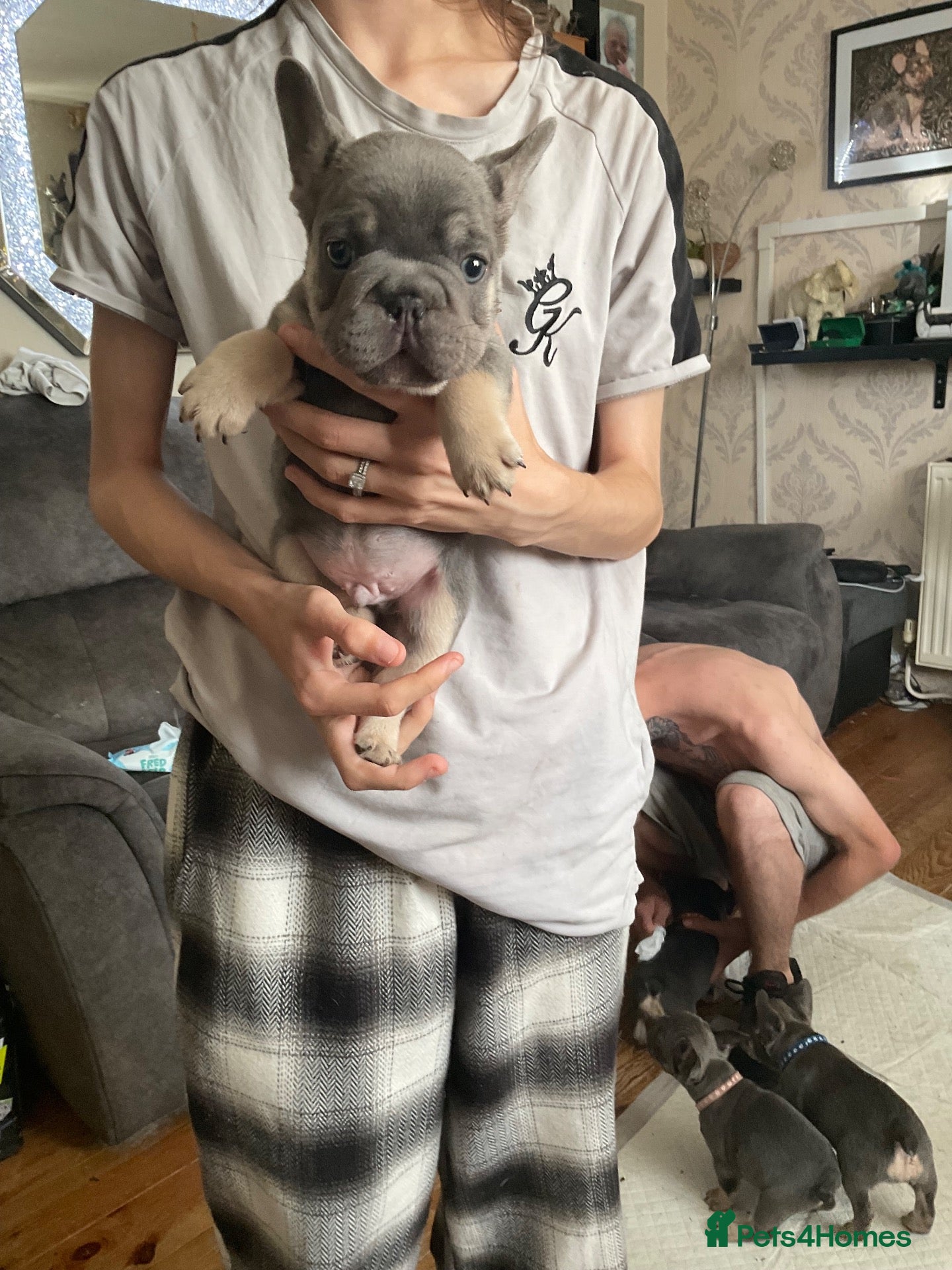 French Bulldog dogs French bulldogs puppies  - Advert 4