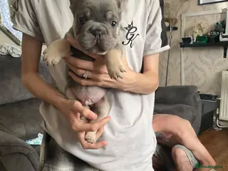 French Bulldog dogs French bulldogs puppies - Advert 2