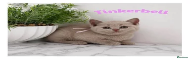 Tinkerbell 