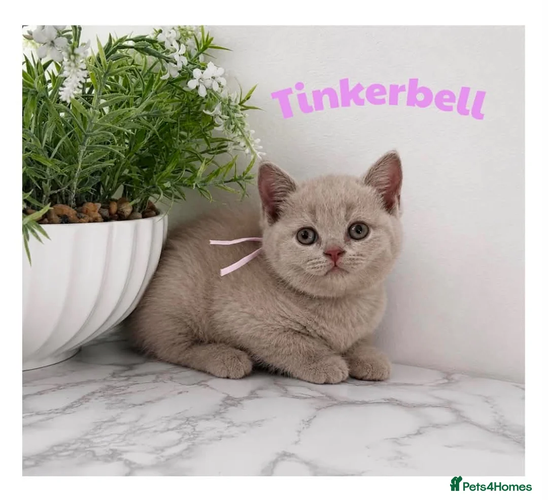 British Shorthair cats for sale: Champion bloodline BSH kittens  in Belvedere - Advert 2
