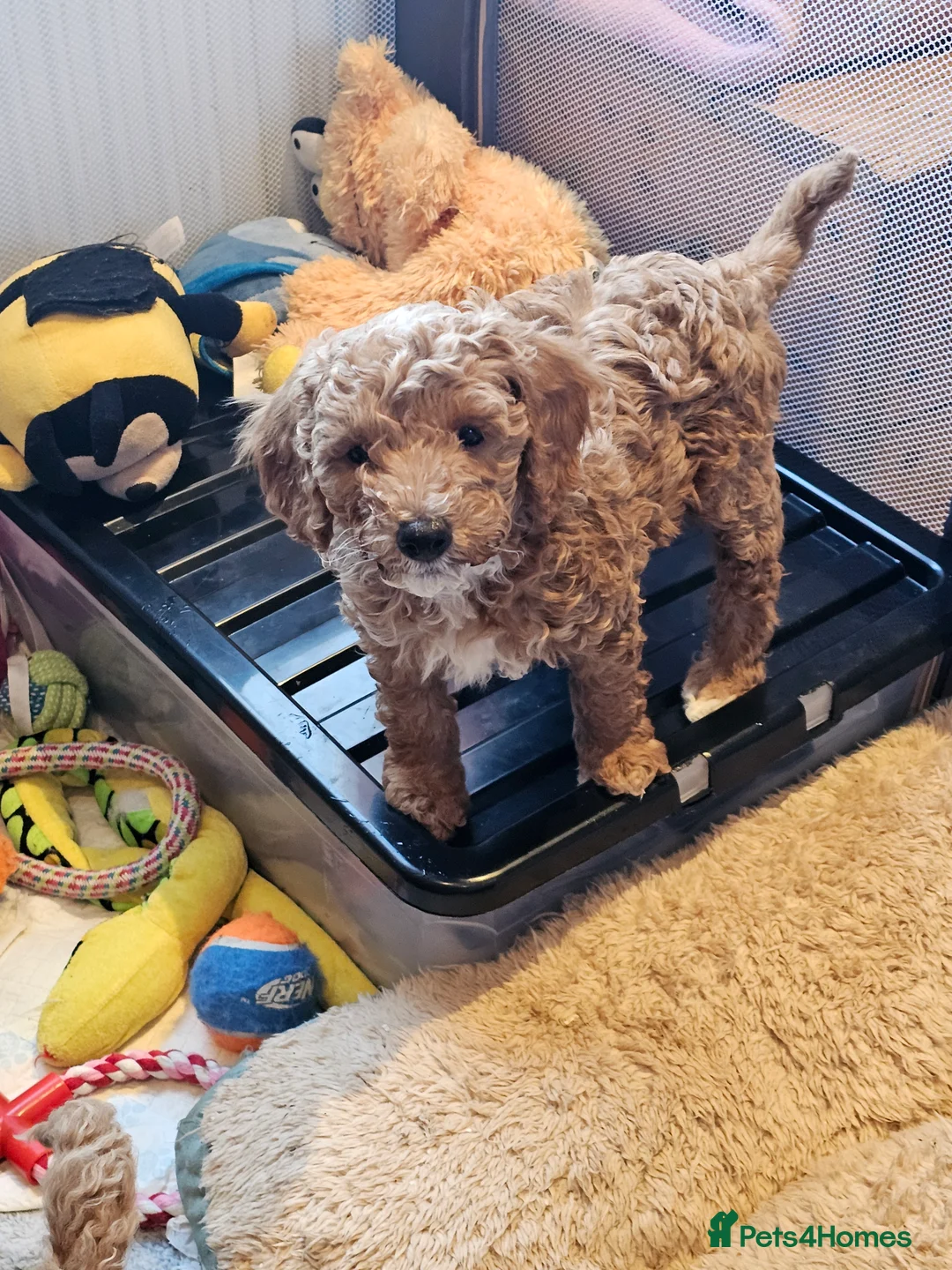 Cockapoo dogs for sale: Cockerpoo F1b Pups for sale (Ready to be rehomed) - Advert 28