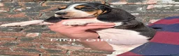 Basset Hound dogs for sale: KC BASSET HOUND PUPPIES  - Advert 14
