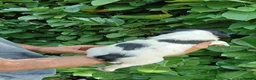 English Springer Spaniel dogs for sale: KC Registered English Springer Spaniels  - Advert 16