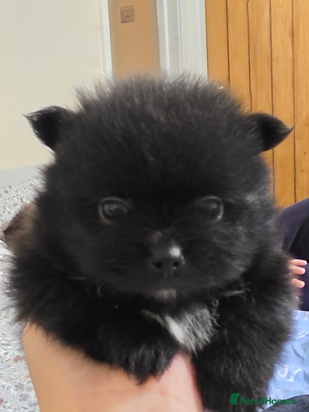 Pomeranian dogs for sale: Hello - Advert 11