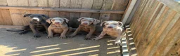 Cane Corso dogs for sale: Cane corso pups fully vaccinated  - Advert 4