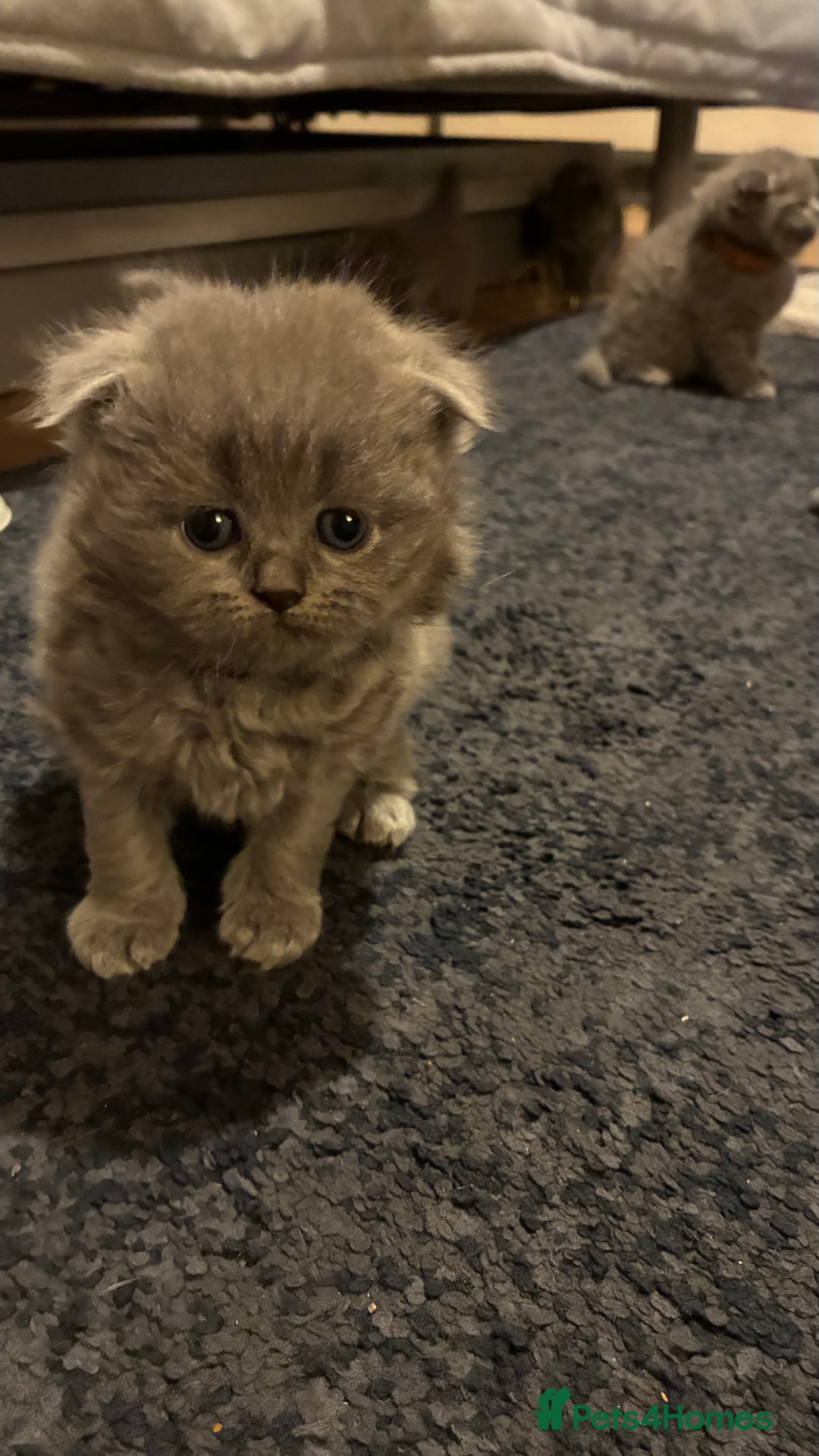 Scottish Fold cats for sale: 6 beautiful Scottish fold kittens - Advert 9