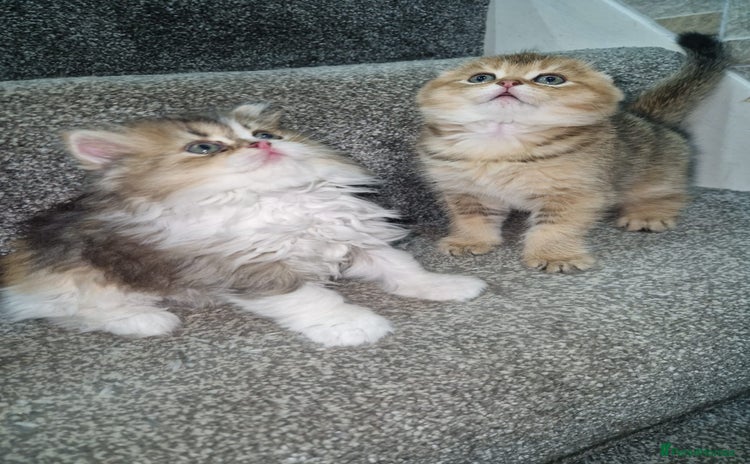 Scottish Fold cats - Advert 8