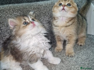 Scottish Fold cats STUNNING TICA REGISTERED SCOTTISH BABIES - Advert 2