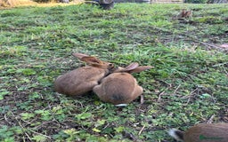Belgian Hares rabbits for sale: Belgian hares  - Image 6