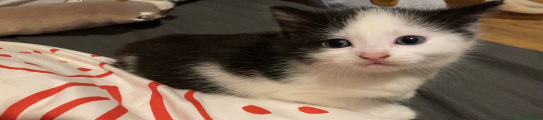 Domestic Shorthair Kitten 2