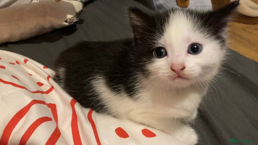 Domestic Shorthair cats for sale: 2 kittens for sale  - Image 5