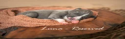 Whippet dogs for sale: KC Reg Whippet Pups-Heart Tested Clear Parents in Caernarfon - Advert 8