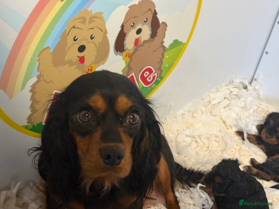 Cavapoo dogs for sale: Stunning F1 Cavapoo’s  - Advert 3