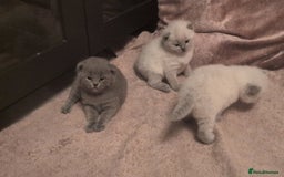 Russian Blue cats for sale: British blue short haired kittens - Image 16