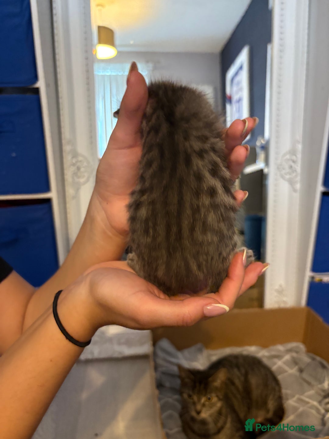 Domestic Shorthair cats for sale: 2 male kittens  - Image 2